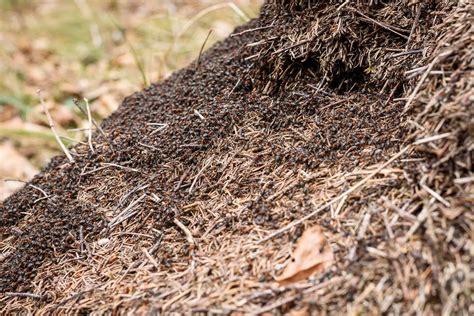 largest ant colony in the world|largest ant supercolony.